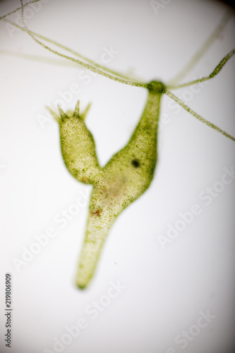 Hydra is a genus of small, fresh-water animals of the phylum Cnidaria and class Hydrozoa under the microscope for education. photo