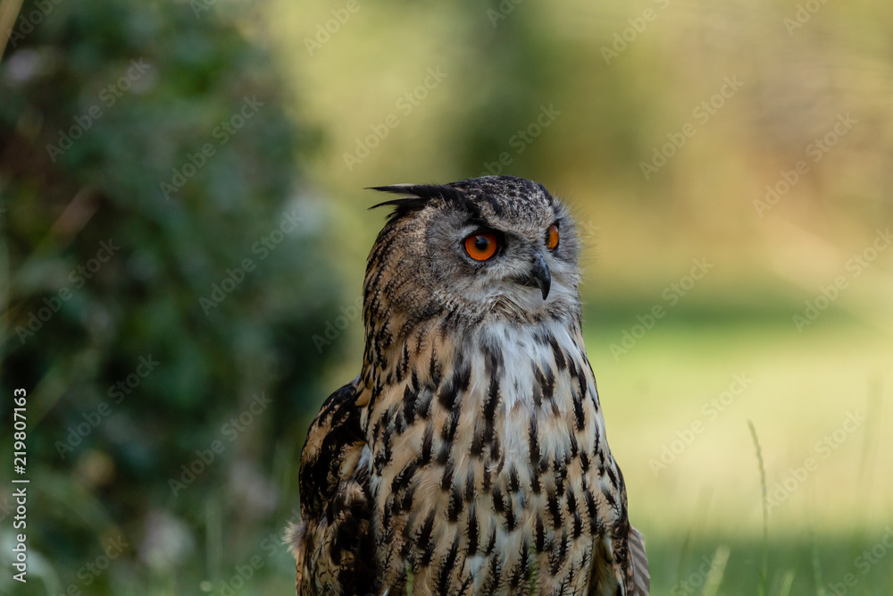 A large Eagle Owl running on the ground across green grass A large Eagle Owl running on the ground across green grass