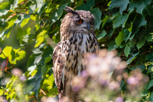 A large Eurasian Eagle Owl perched in a tree amongst green foliage