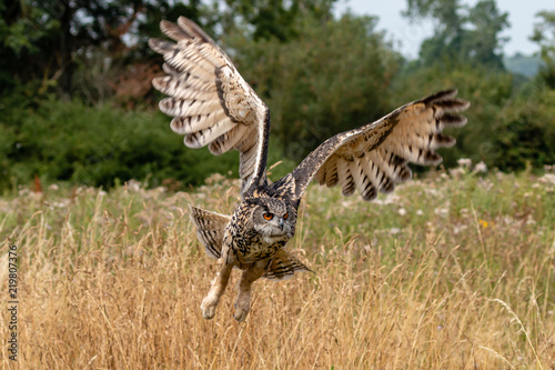 A majestic Eagle Owl flying low over a yellow, grassy meadow in the countryside
