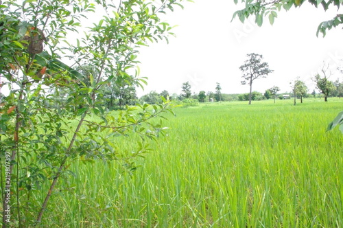 Farmhouse banana plantations