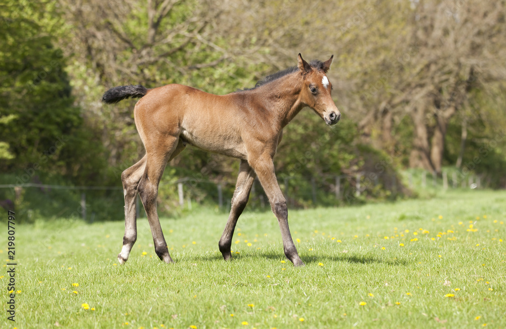 little brown foal outside