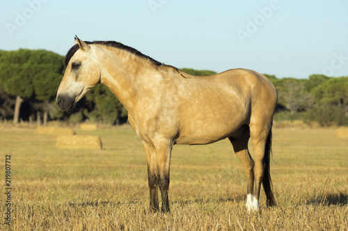 Caballo bayo durante el atardecer