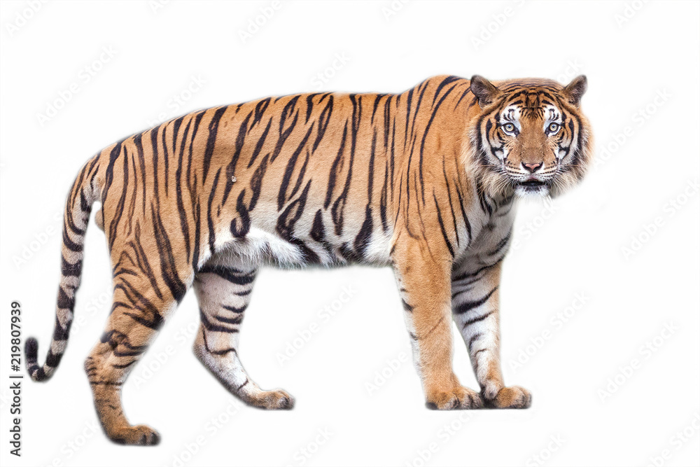 Tiger action on white background. 