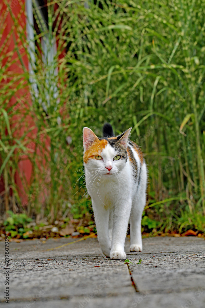 Hauskatze Hauskatze