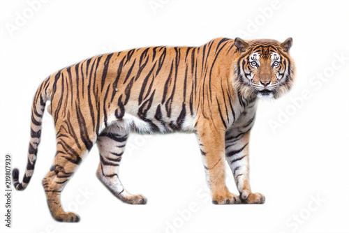 Tiger action on white background. 