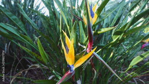 Close up of tropical flower. Slow motion point of view shot.