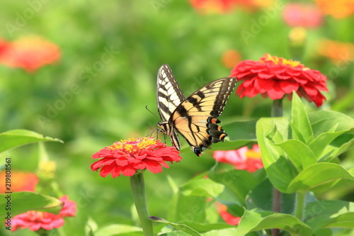 An Eastern Tiger Swallowtail Butterfly feeds on heirloom zinnia flowers in my garden on a warm summer afternoon. 