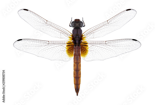 Dragonfly Trithemis aurora on a white background © als