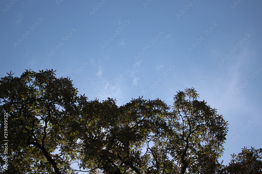 Obraz premium trees against the sky. simple beautiful background
