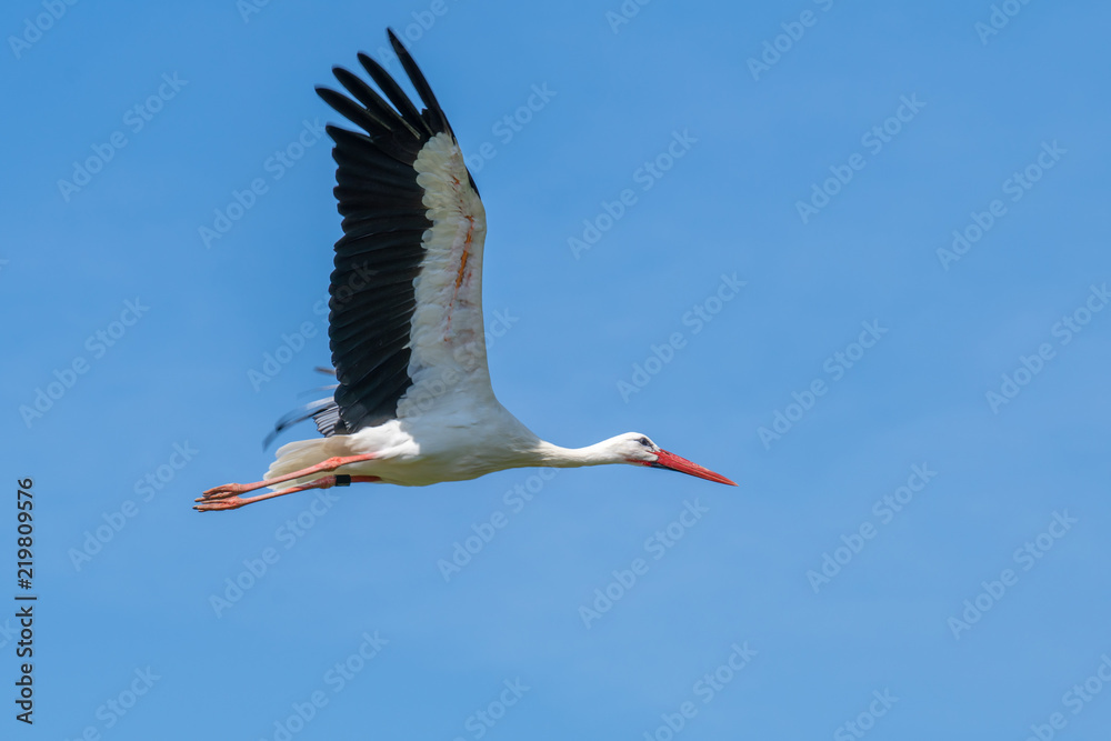 Storch im Flug Storch im Flug