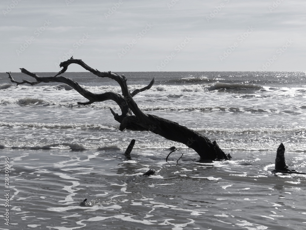 Fototapeta premium Boneyard Beach