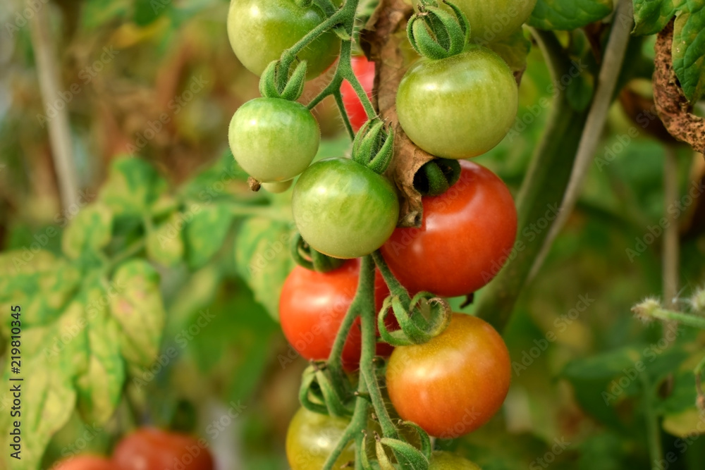 Bunch of ripe and unripe cherry tomatoes in a greenhouse