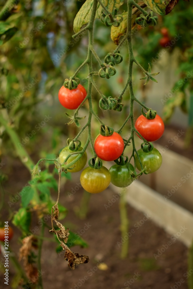 Bunch of ripe and unripe cherry tomatoes in a greenhouse