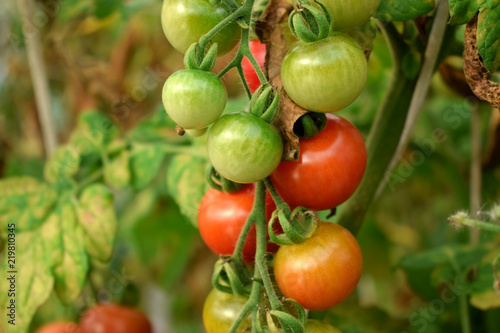 Wallpaper Mural Bunch of ripe and unripe cherry tomatoes in a greenhouse Torontodigital.ca