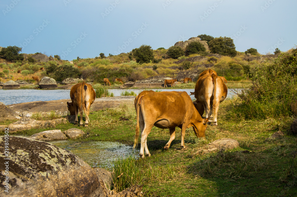 Natural monument of Los Barruecos in Malpartida de Caceres, Extremadura. Landscape with wild cows grazing. Archaeological place with roman remains.