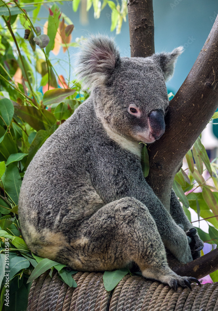 Obraz premium koala bear cute.