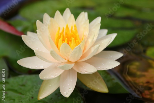 the water drop with yellow lotus petel