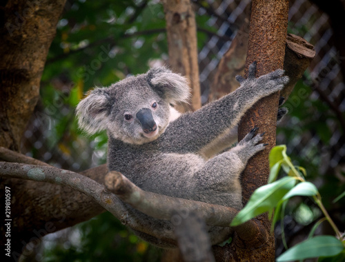 koala bear cute.
