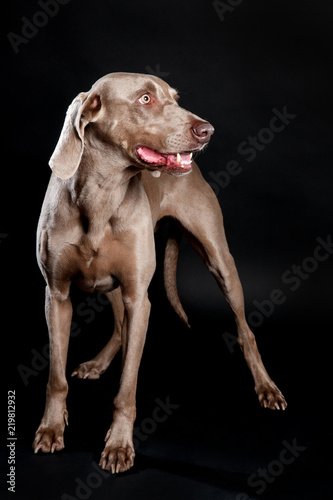 Weimaraner Hund