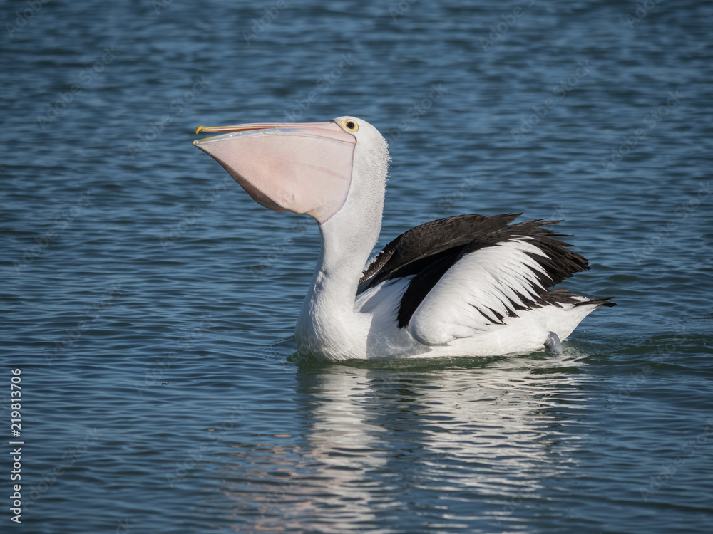 Fototapeta premium Australian Pelican Bird 