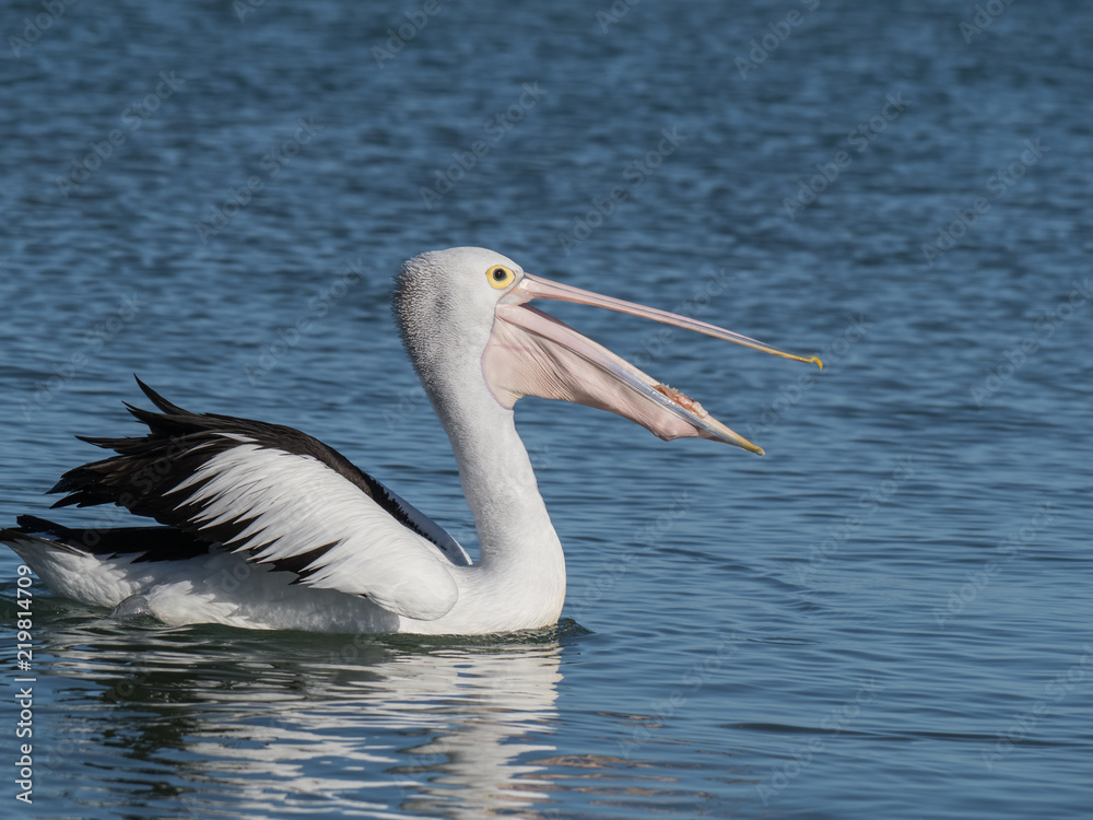 Australian Pelican Bird Australian Pelican Bird