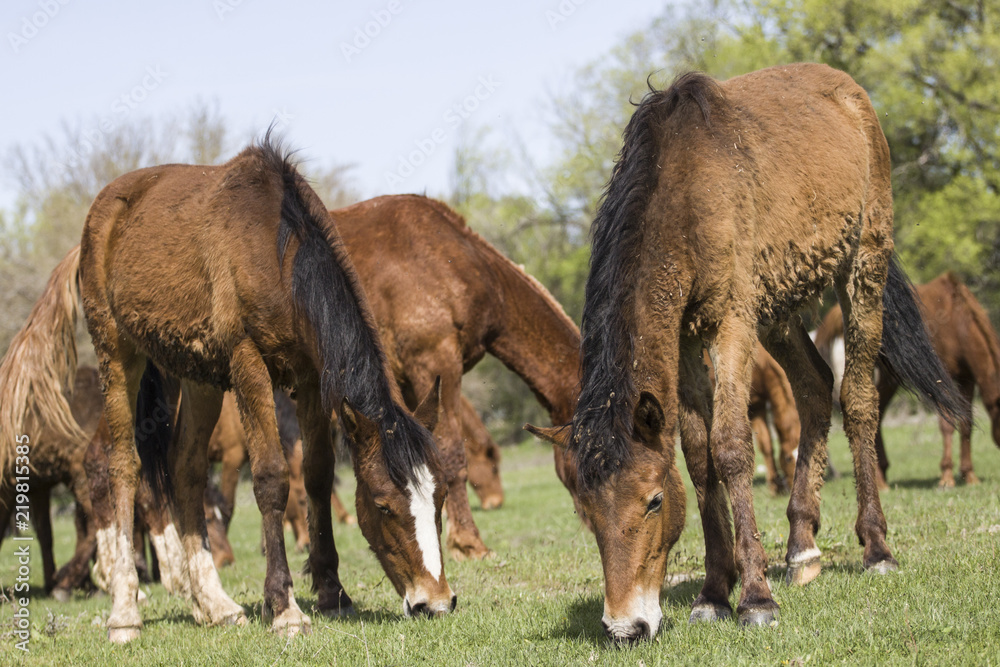 Fototapeta premium Horses on a walk eating grass