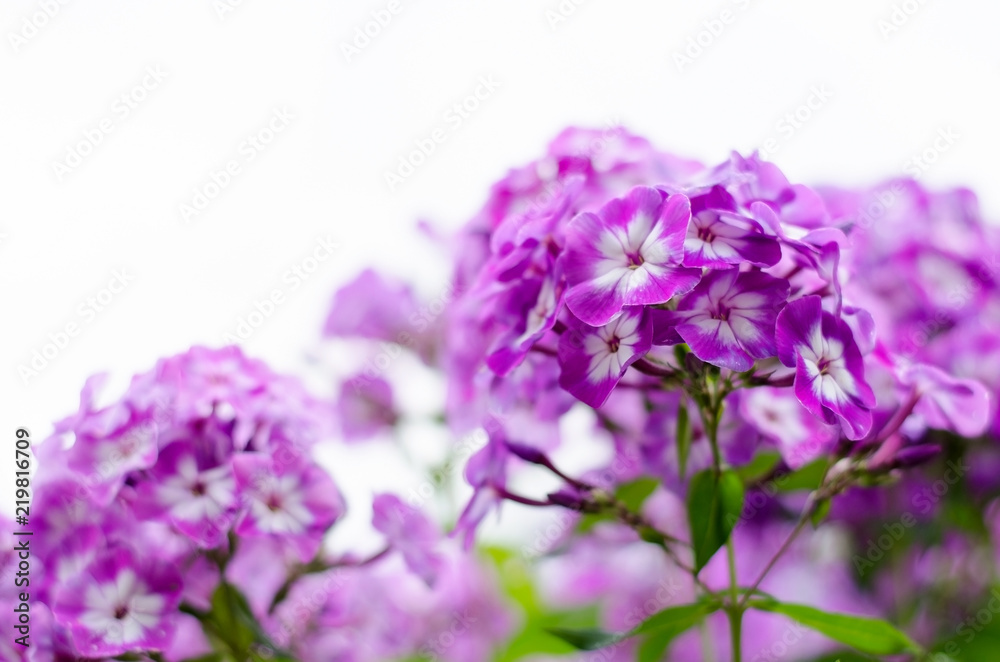 Phloxes. A perennial herb of the family Polemoniaceae. Pink flowers on white background. Selective focus. Copy space