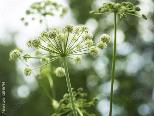 Fototapeta Naklejka Na Ścianę i Meble -  Flower of wild angelica (Angelica sylvestris)
