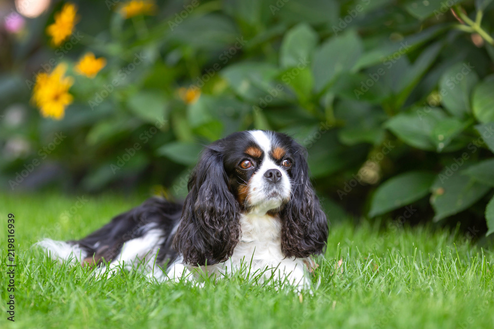 Cute dog lying on the grass