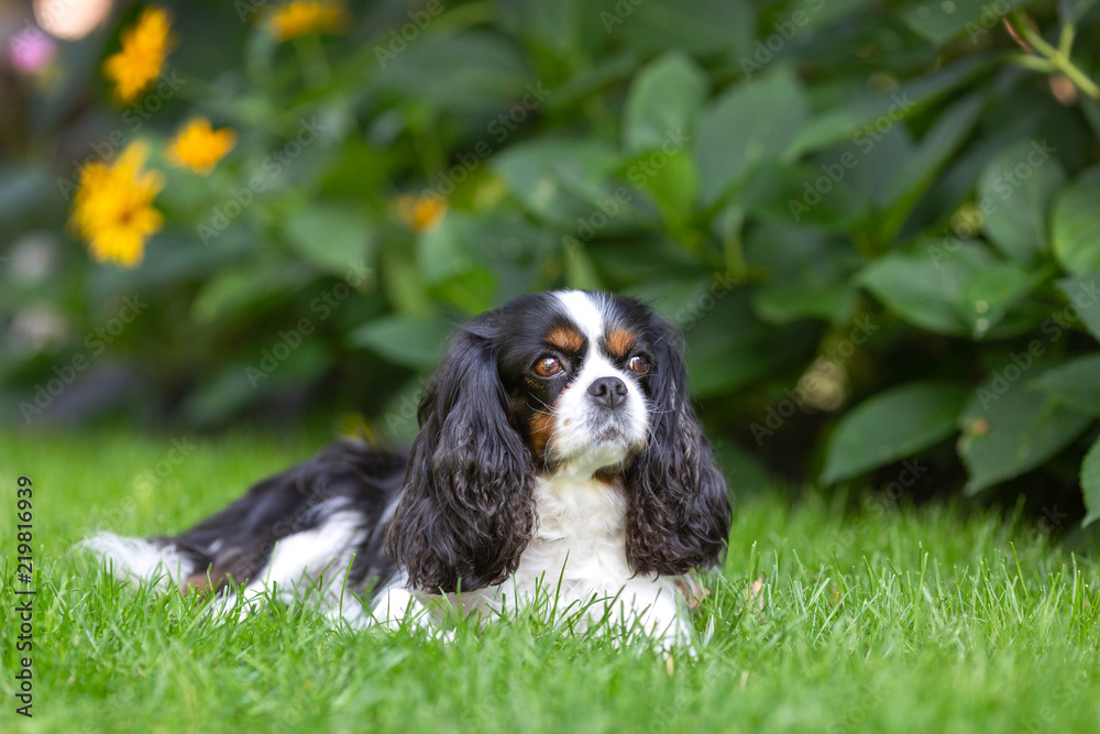 Obraz premium Cute dog lying on the grass