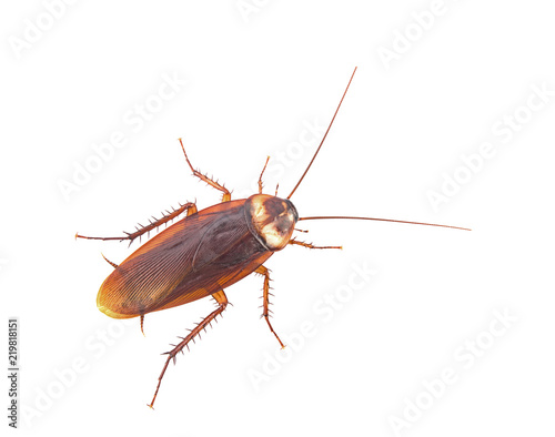 close up brown cockroach isolated on a white