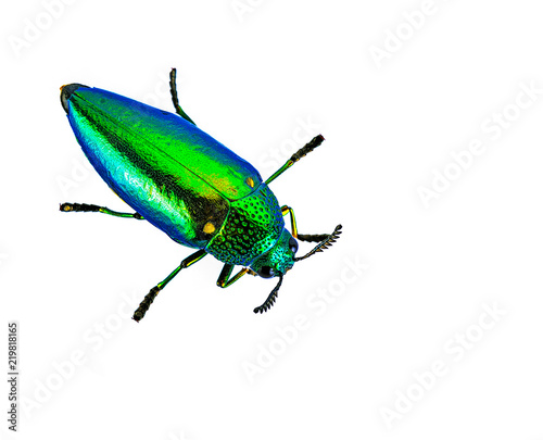 Buprestis Beetle © supasart