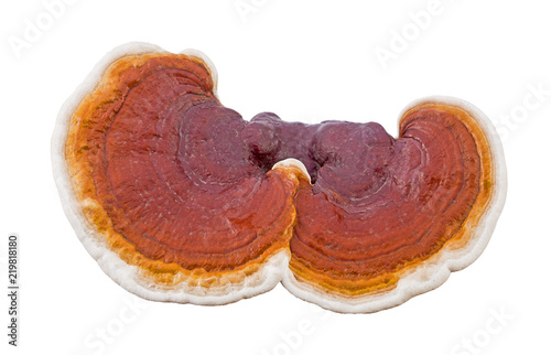 close up fresh ganoderma lucidum isolated on white background