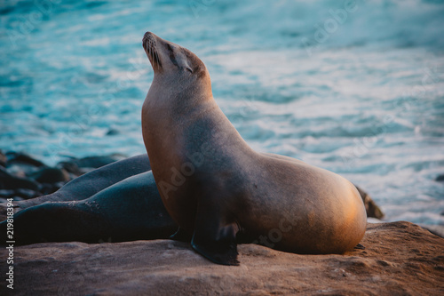 Seal sea dogs on the shore