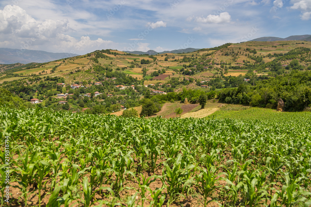 Field of corn in the Albanian mountains. Hills in the background.