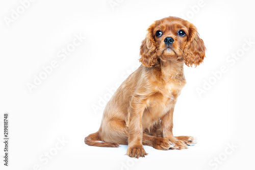 Portrait of cavalier spaniel puppy isolated