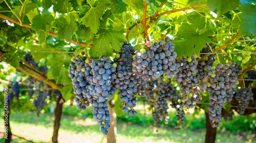 Dark wine grapes on tree on grapes plantation in Italy.