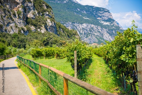 Wine grapes on tree on grapes plantation in Italy