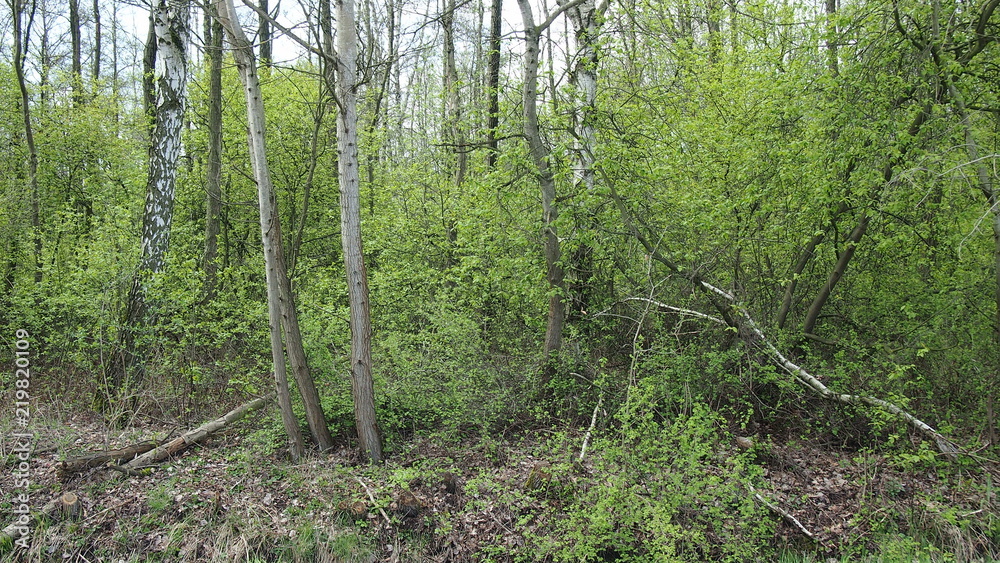 wild dense forest with green young leaves during spring wild dense forest with green young leaves during spring