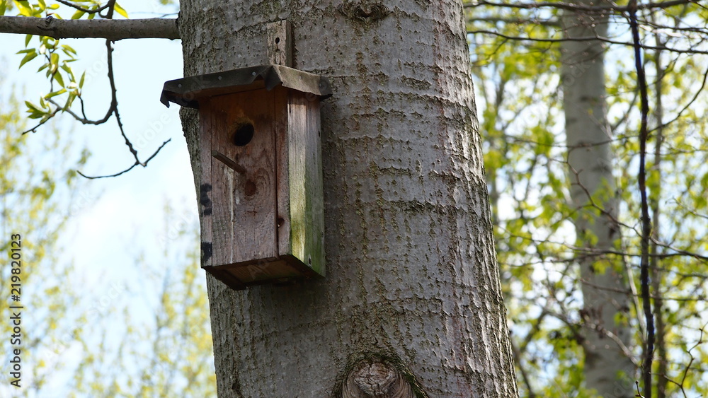 wooden bird house on a tree in forest