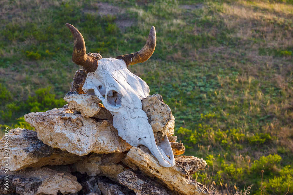 The cow skull on top of the stone pile The cow skull on top of the stone pile