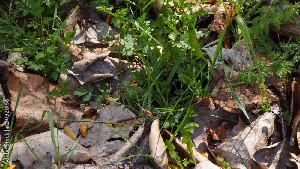 wild untouched forest floor with leaves and plants wild untouched forest floor with leaves and plants