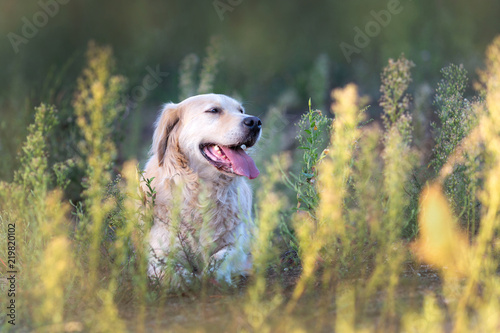 Happy golden retriever relaxing on the meadow