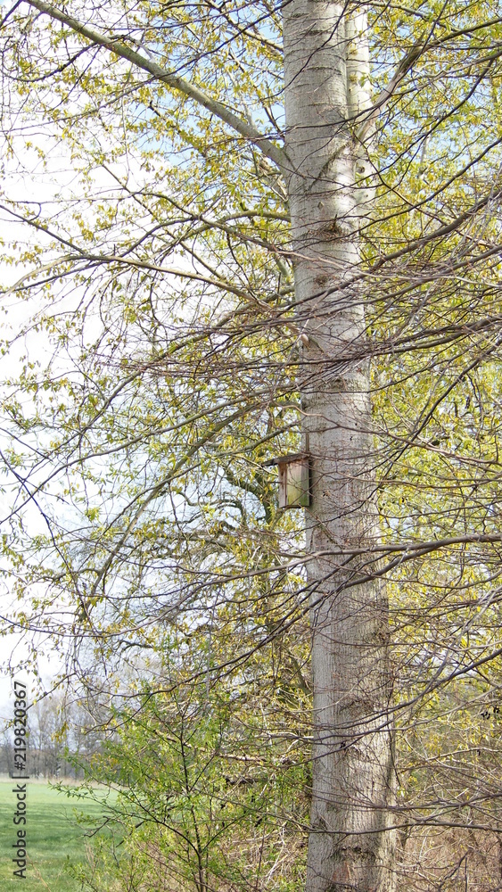 Fototapeta premium birch tree next to a field