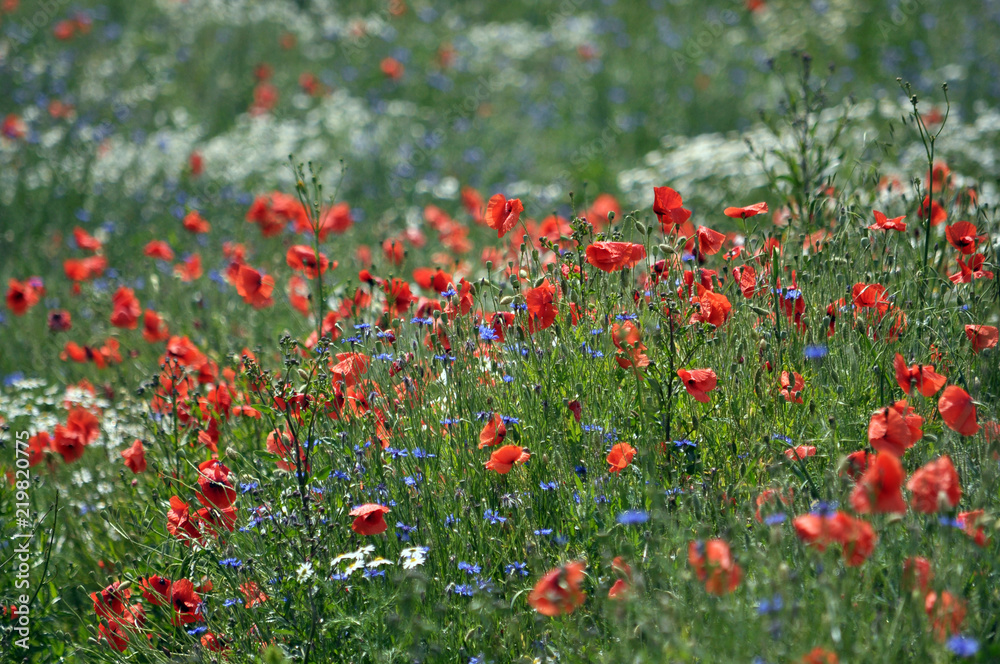 Field flowers of summer