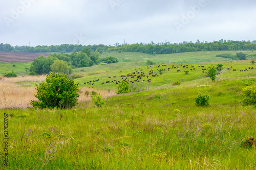 The landscape with green meadow and grazing flock of sheep