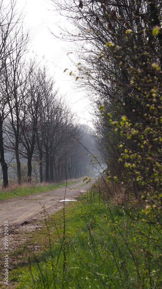 Obraz premium walking path towards forest during spring morning