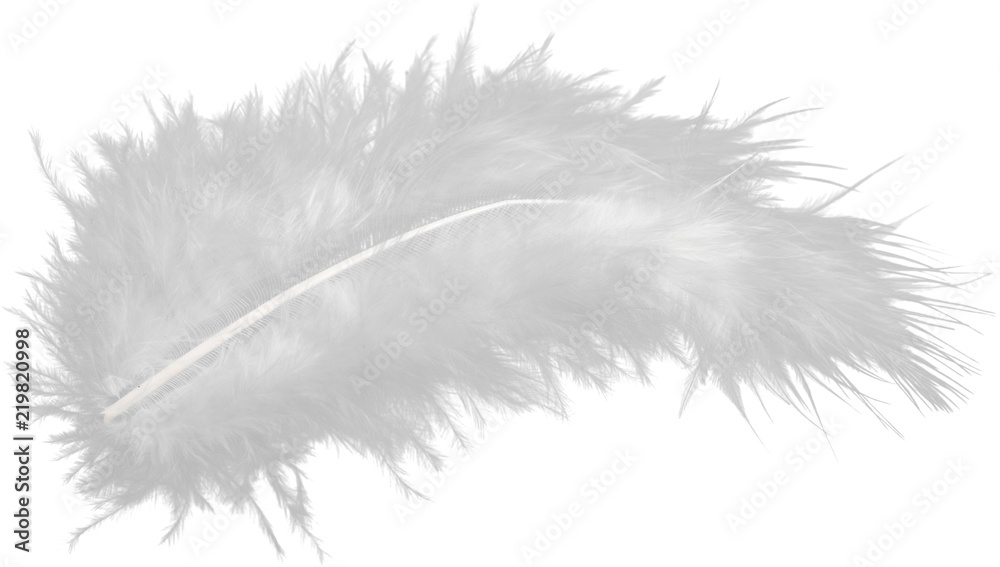 Obraz premium White Feather Isolated