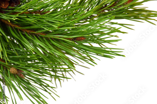 A branch of a pine close-up. Isolated on white background. Christmas. New Year. © 151115